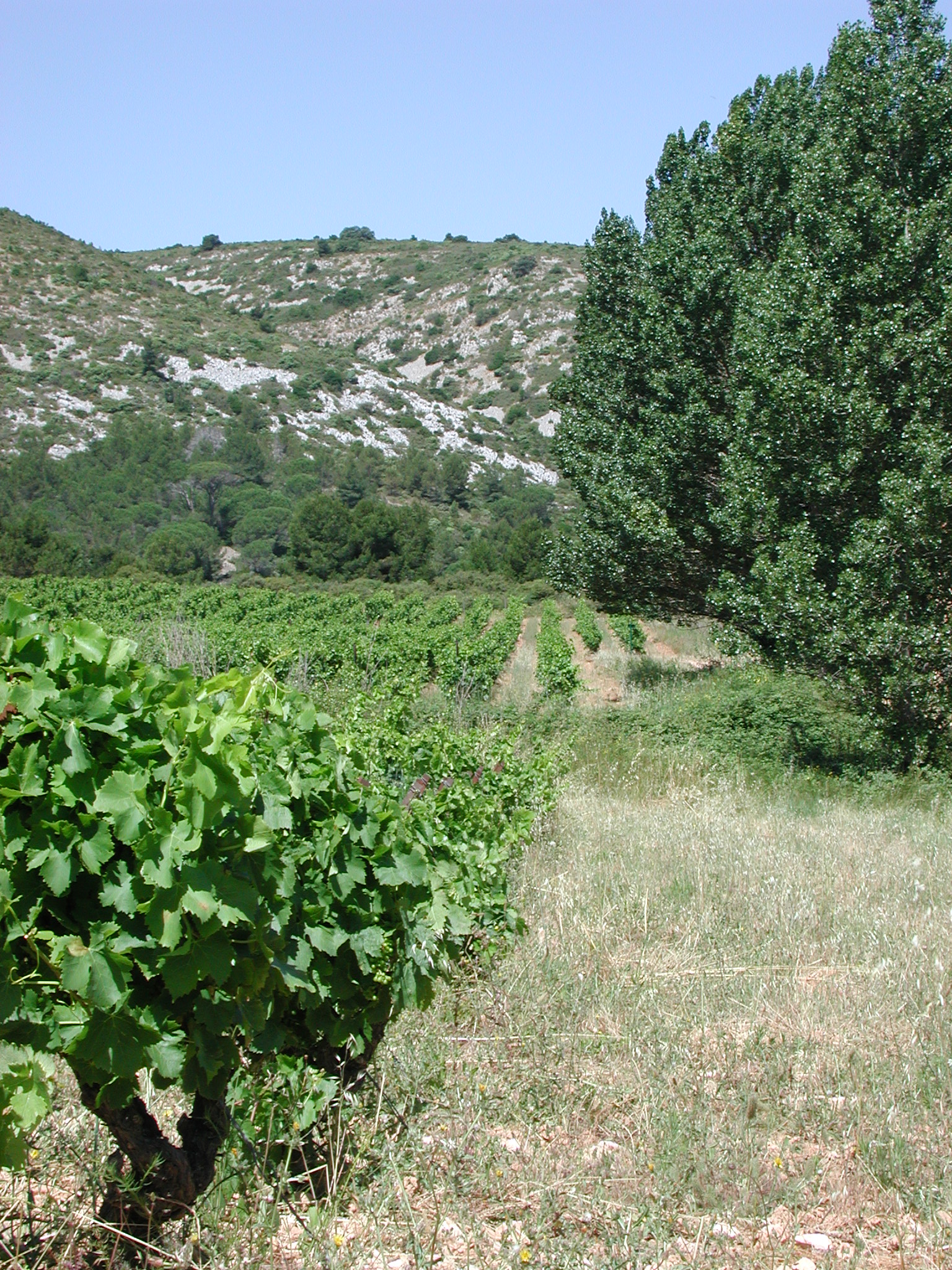 Domaine des 2 Ânes les vins d'auteurs